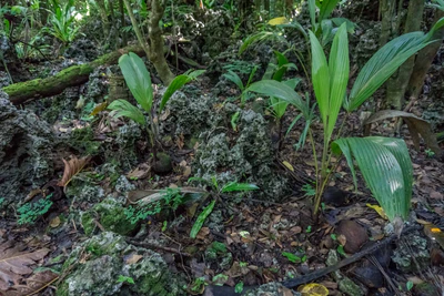 coconut palms 036 — Скачать