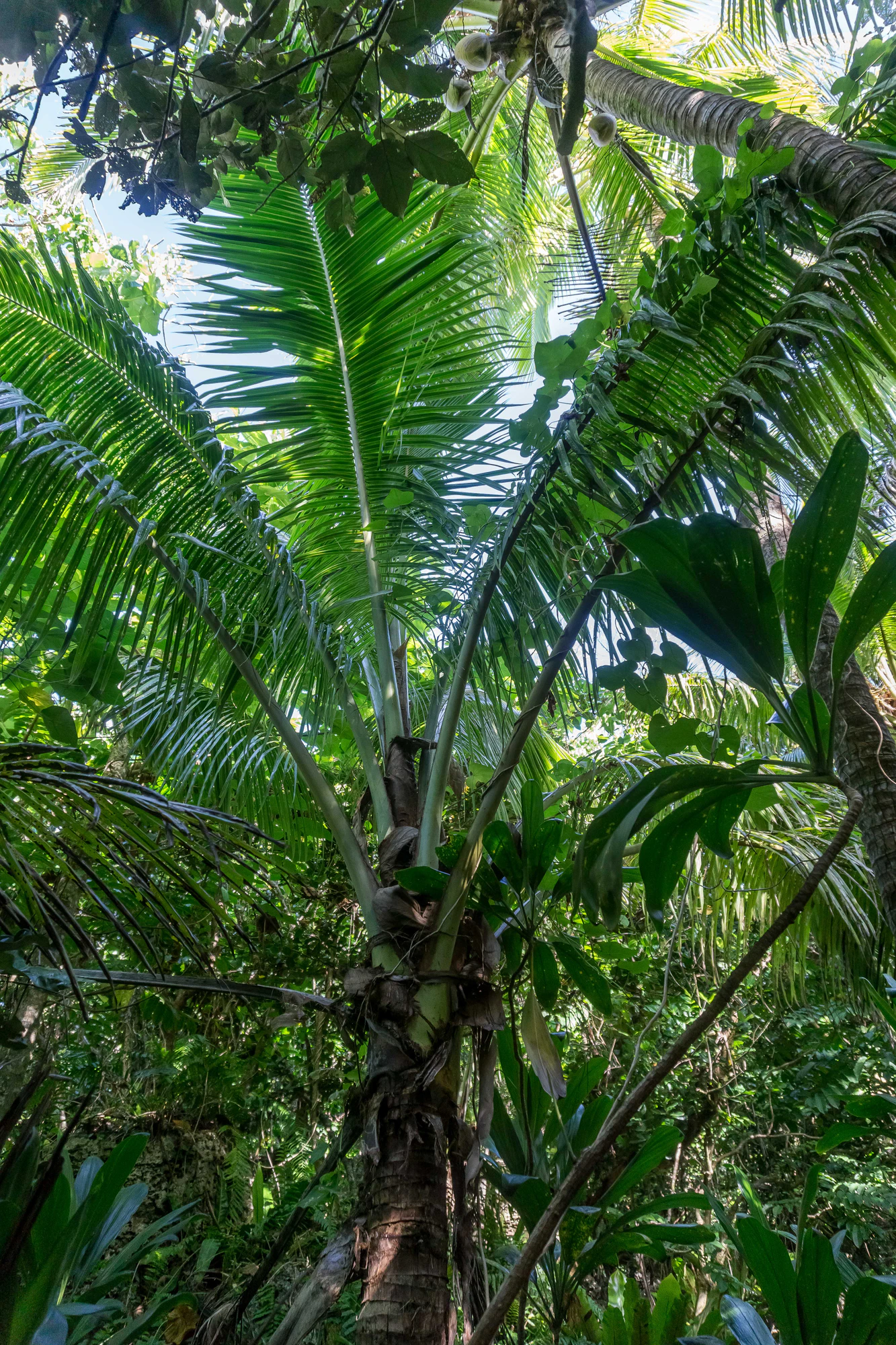 coconut palms 037 — Скачать