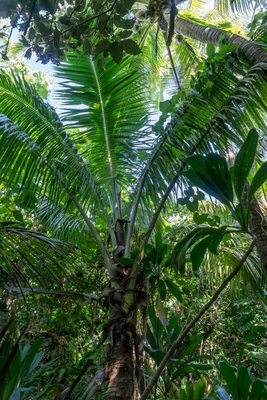 coconut palms 037 — Скачать