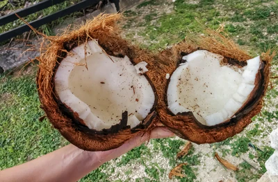 coconut palms 038 — Скачать