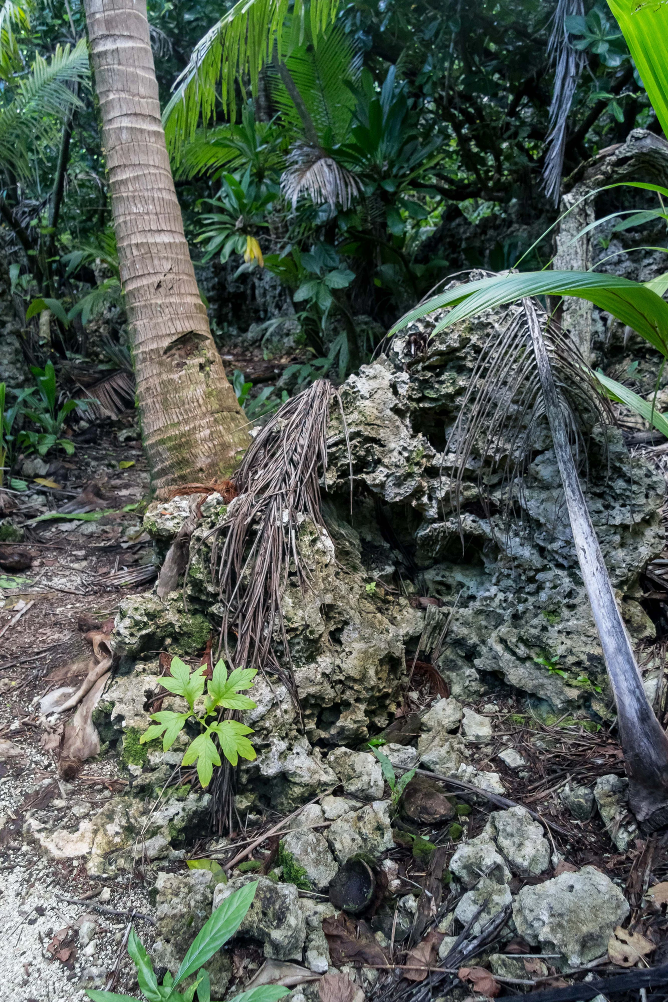 coconut palms 039 — Скачать