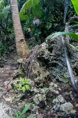 coconut palms 039 — Скачать
