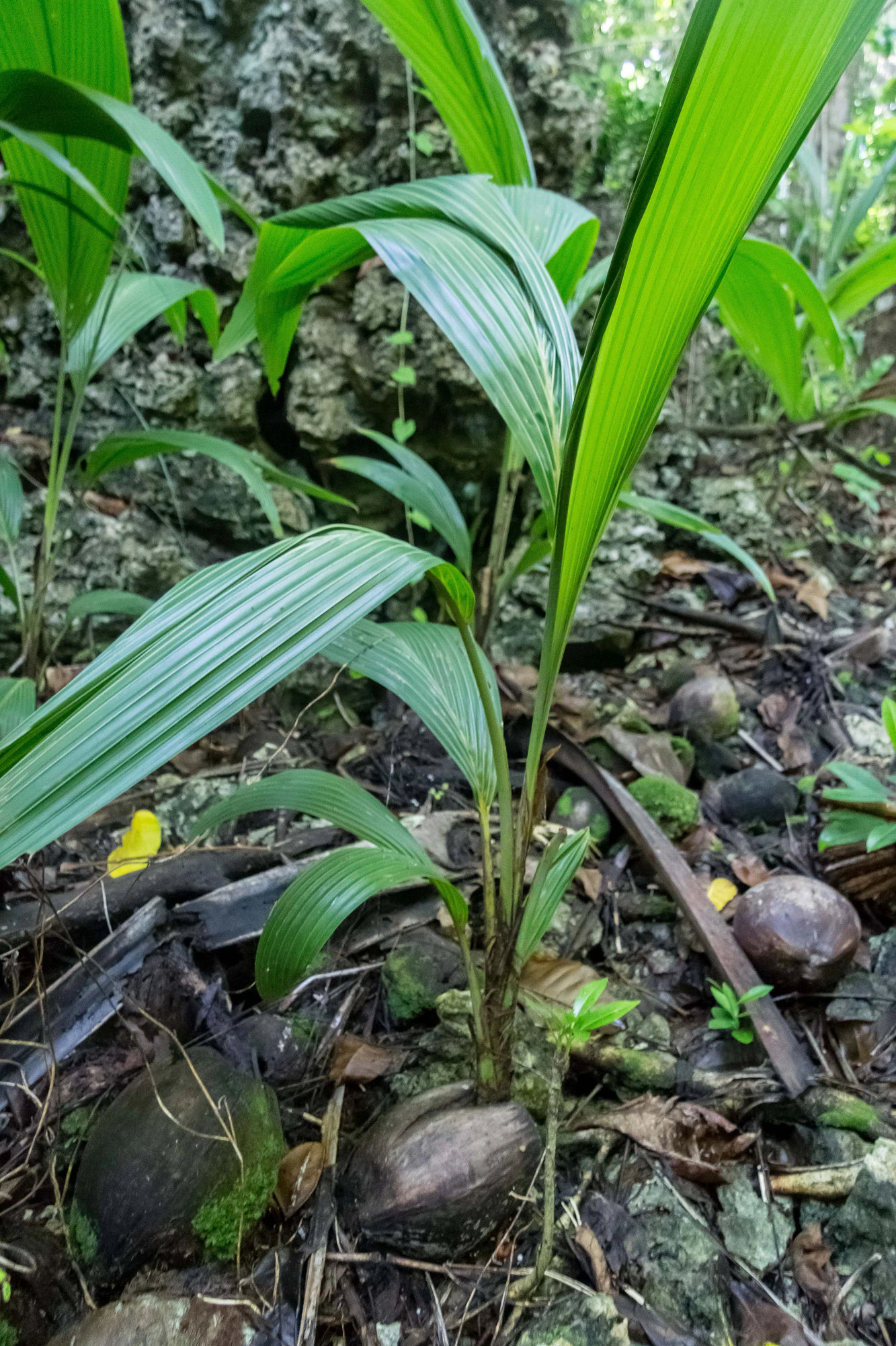 coconut palms 041 — Descargar