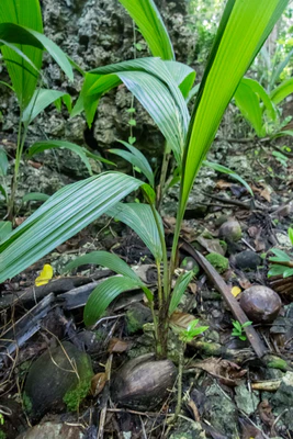 coconut palms 041 — Descargar