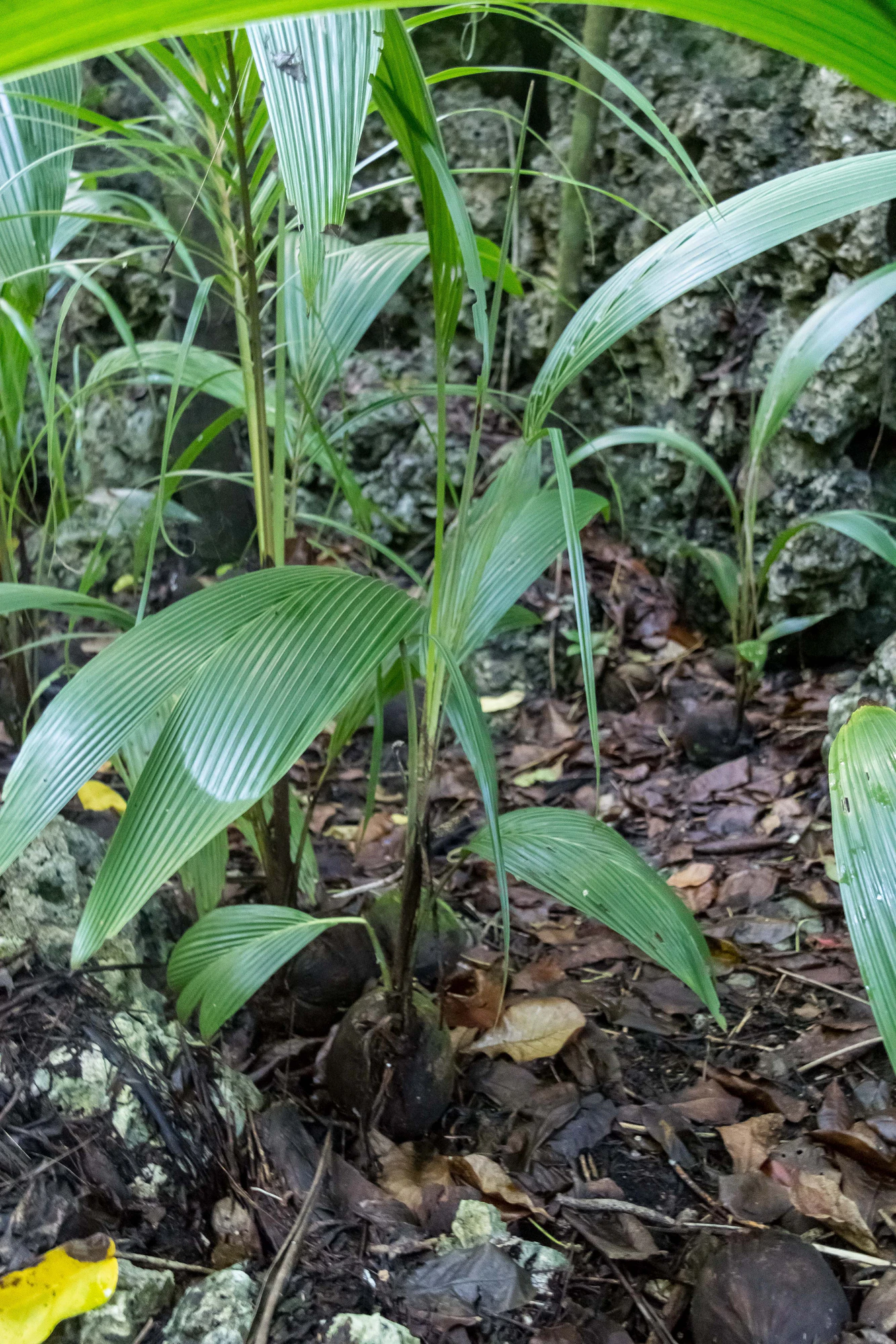 coconut palms 042 — Descargar