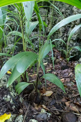 coconut palms 042 — Descargar