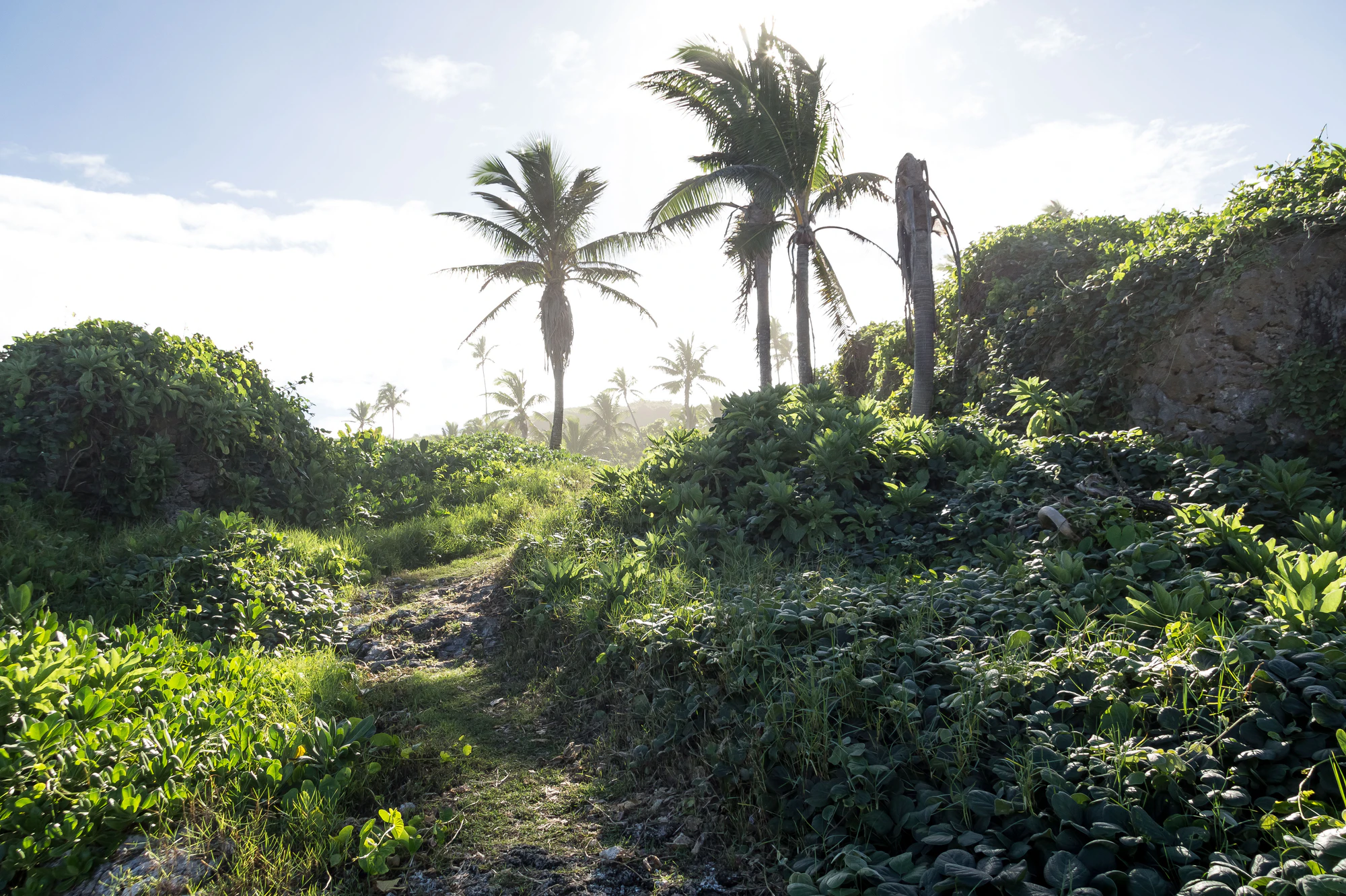 coconut palms 044 — Descargar
