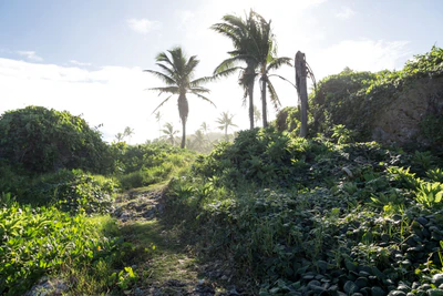 coconut palms 044 — Descargar