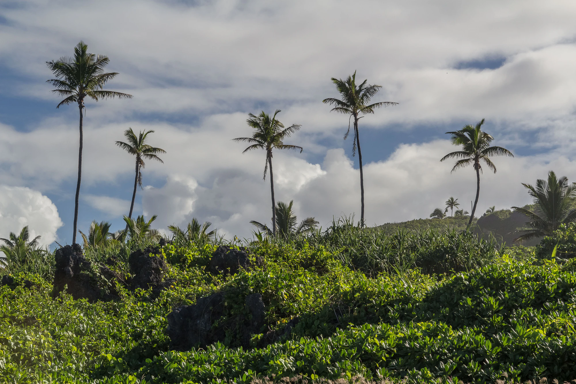 coconut palms 045 — Descargar