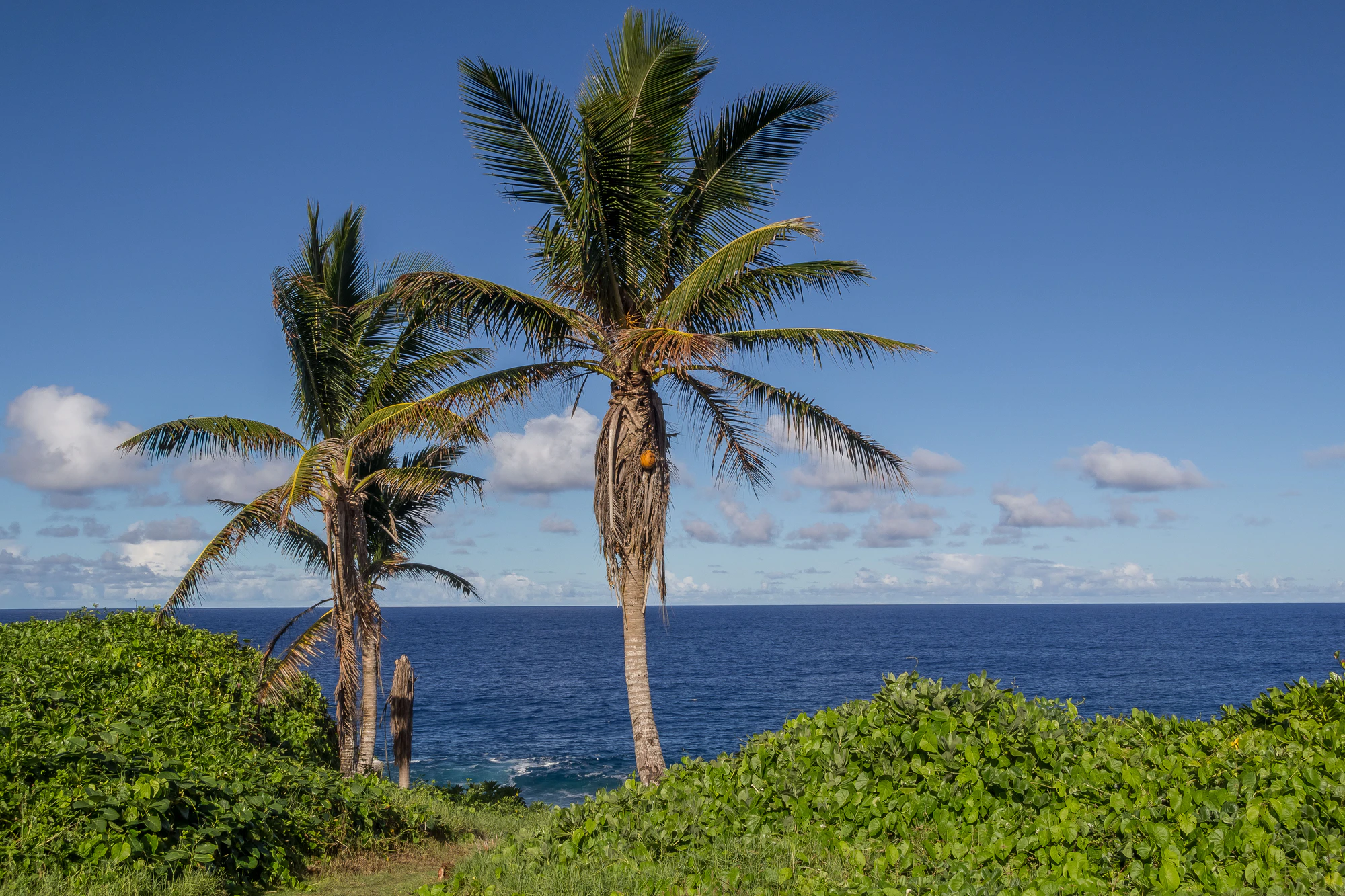 coconut palms 046 — Скачать