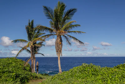 coconut palms 046 — Скачать