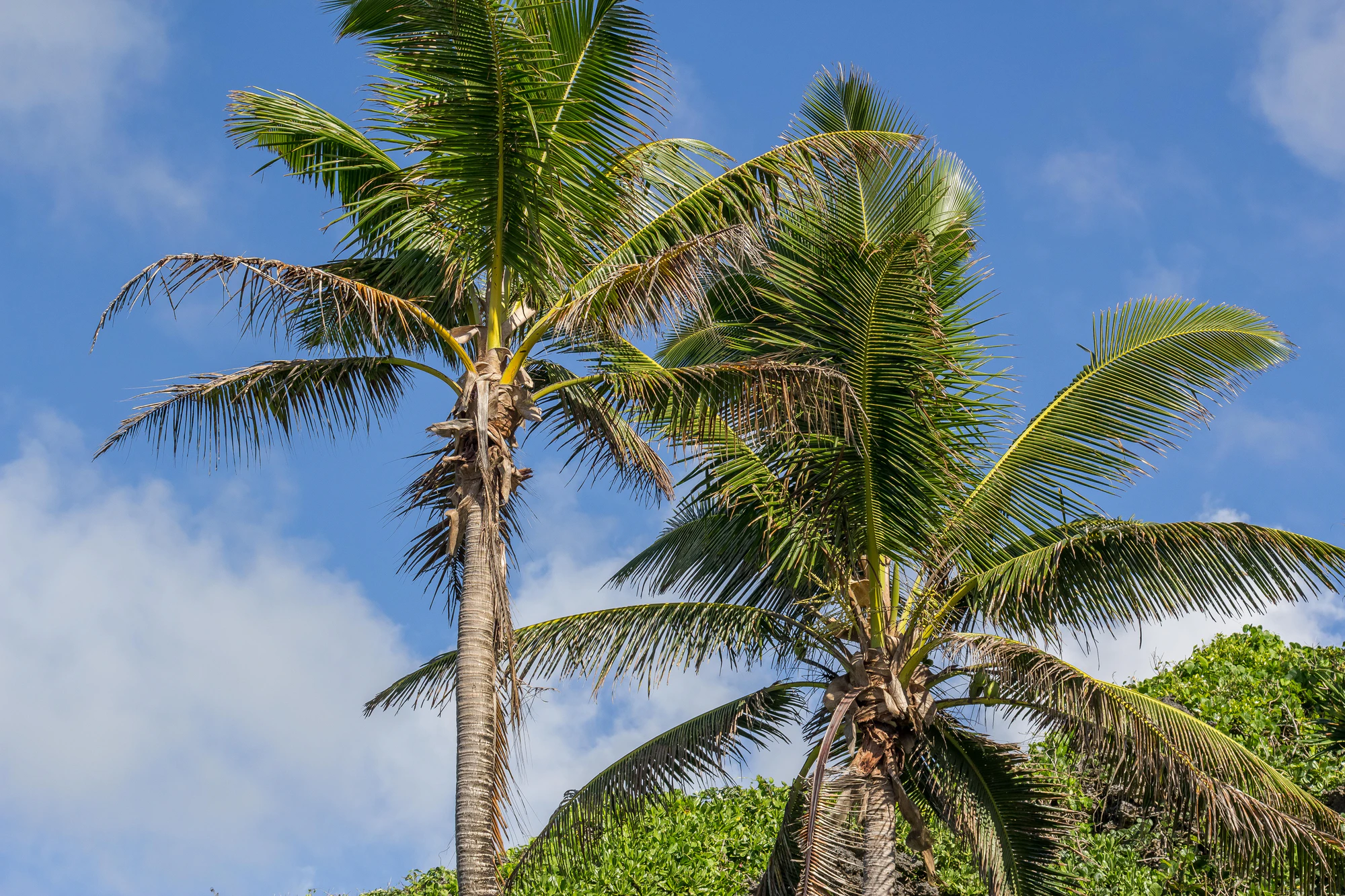 coconut palms 047 — Descargar