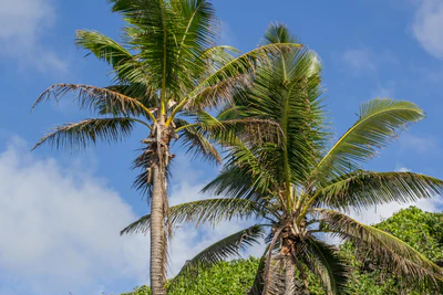 coconut palms 047 — Descargar
