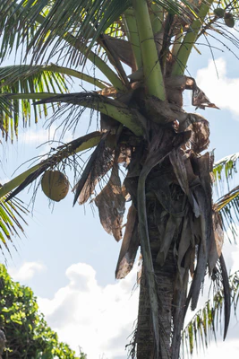 coconut palms 048 — Descargar