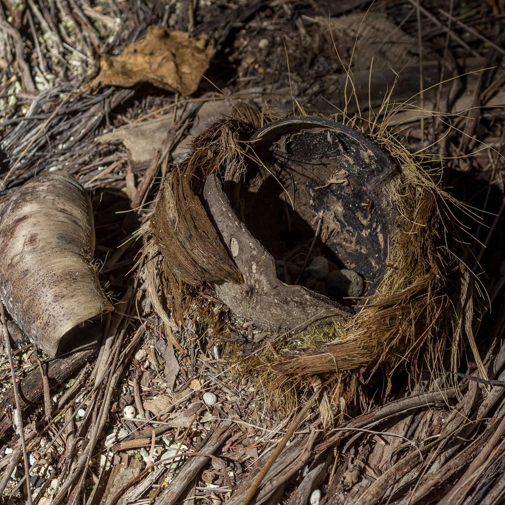 coconut palms 050 — Descargar