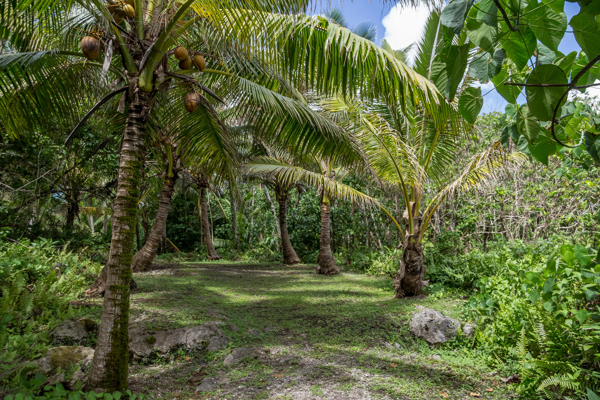 coconut palms 051 — Скачать