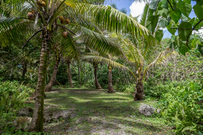 coconut palms 051 — Скачать