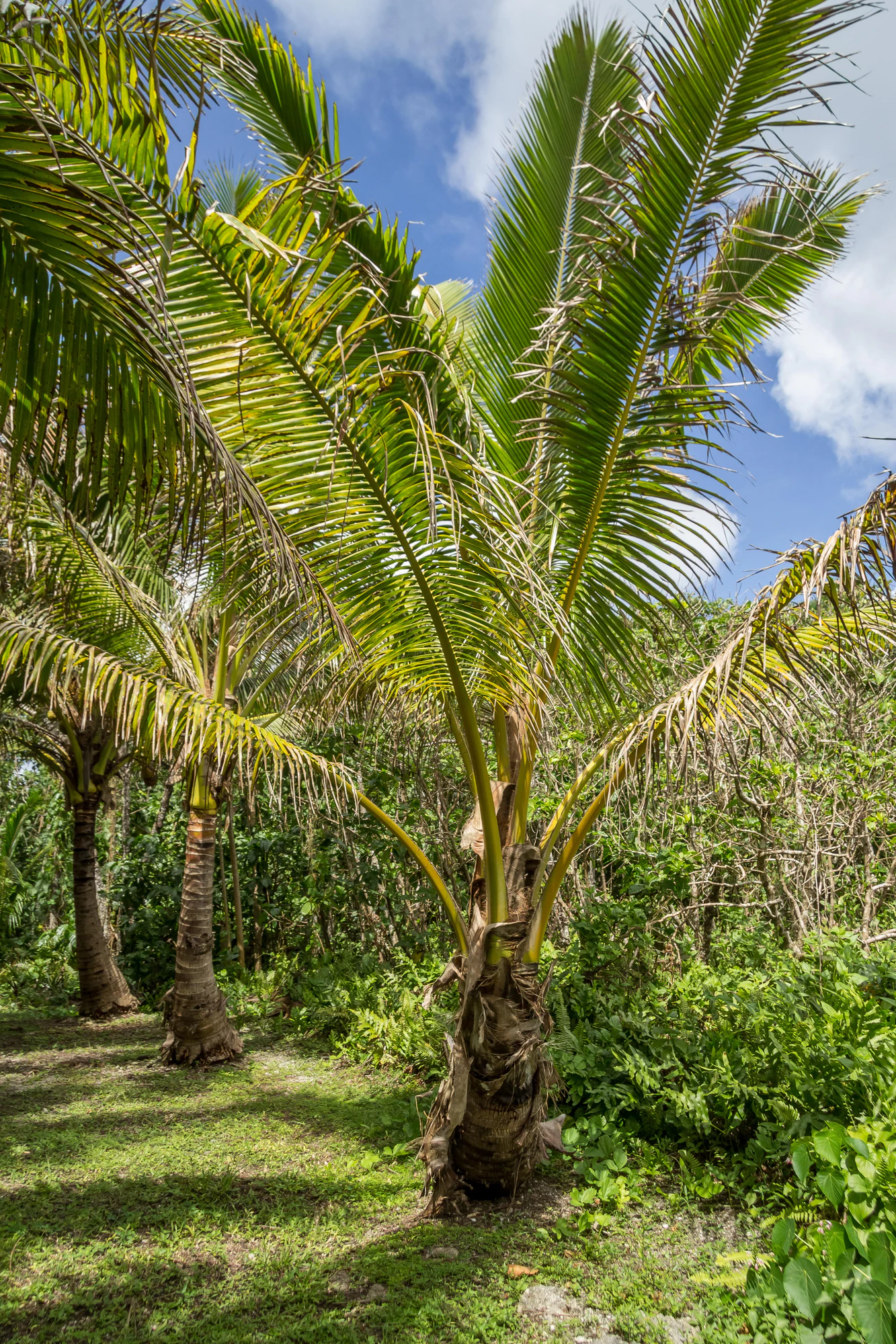 coconut palms 052 — Descargar