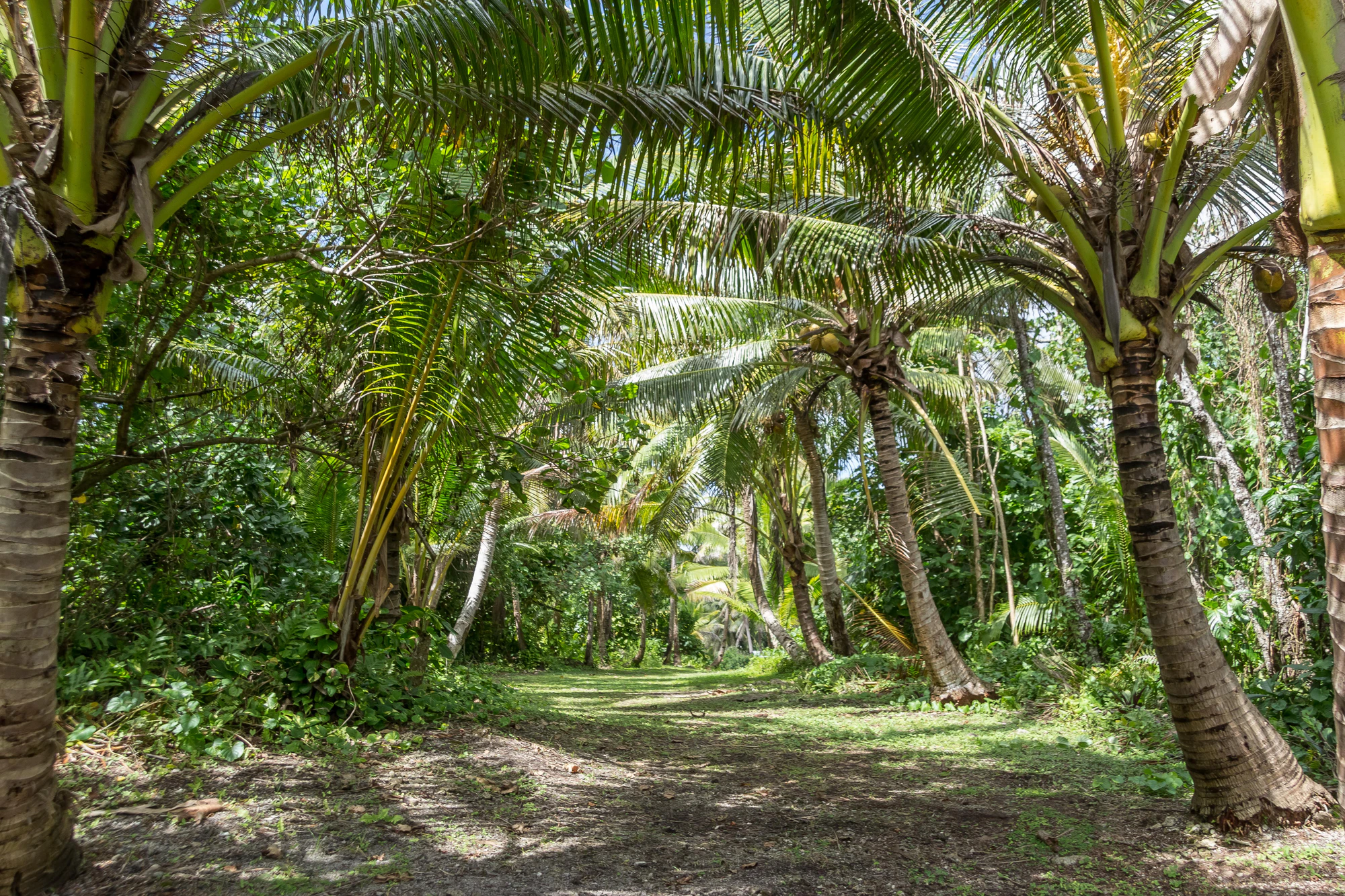 coconut palms 053 — Скачать