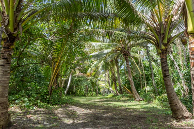 coconut palms 053 — Скачать
