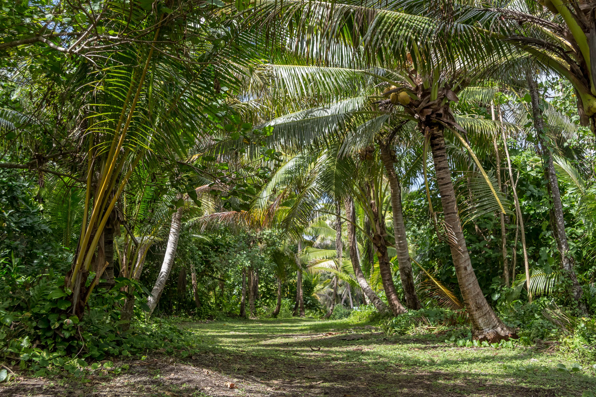 coconut palms 054 — Download
