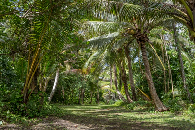coconut palms 054 — Download