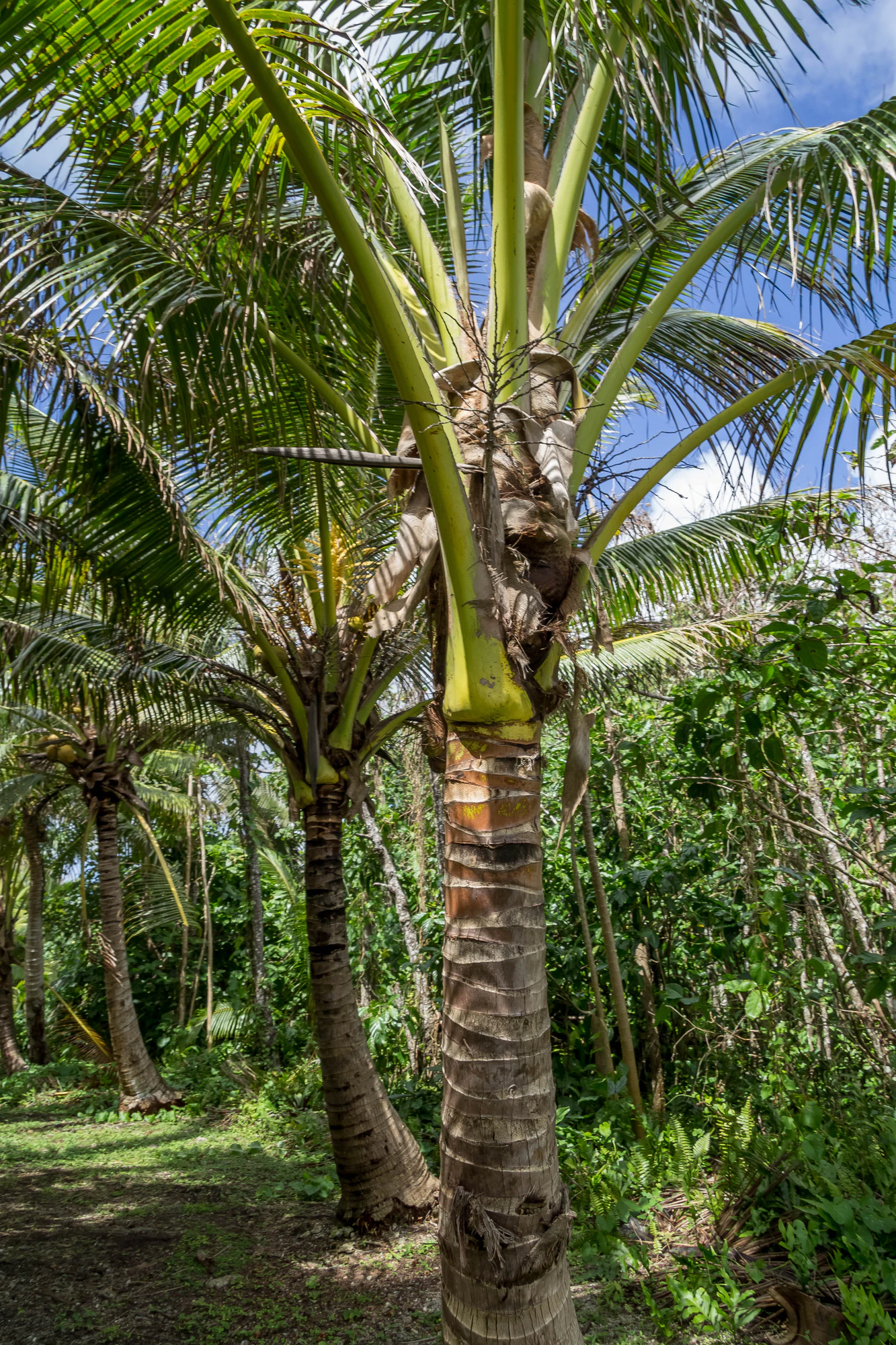 coconut palms 055 — Descargar