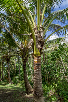 coconut palms 055 — Descargar