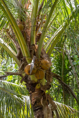 coconut palms 056 — Скачать