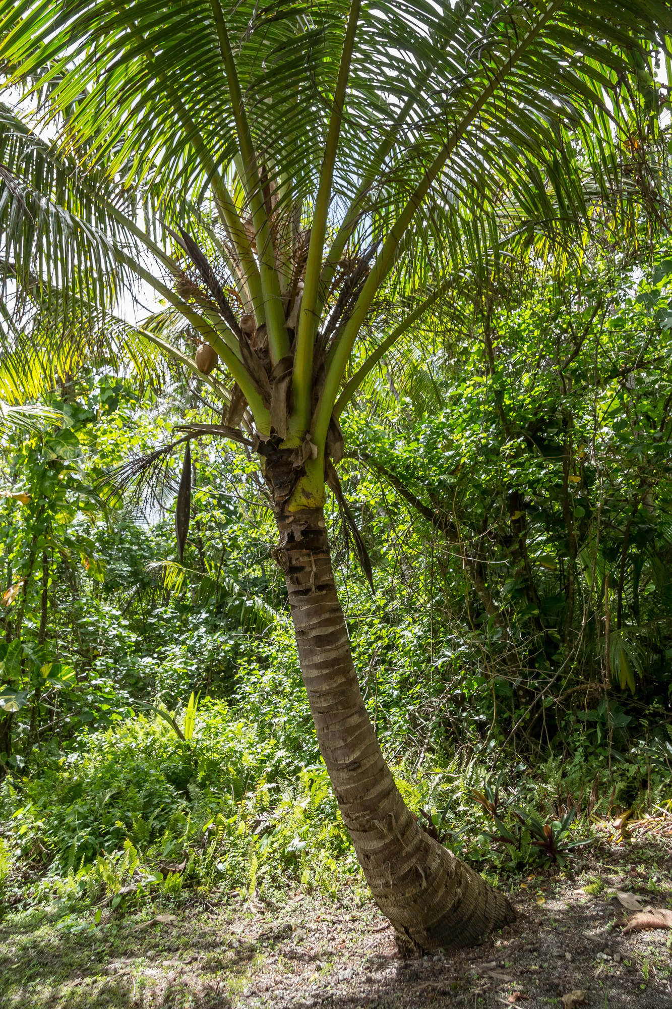 coconut palms 057 — Descargar