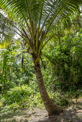 coconut palms 057 — Descargar