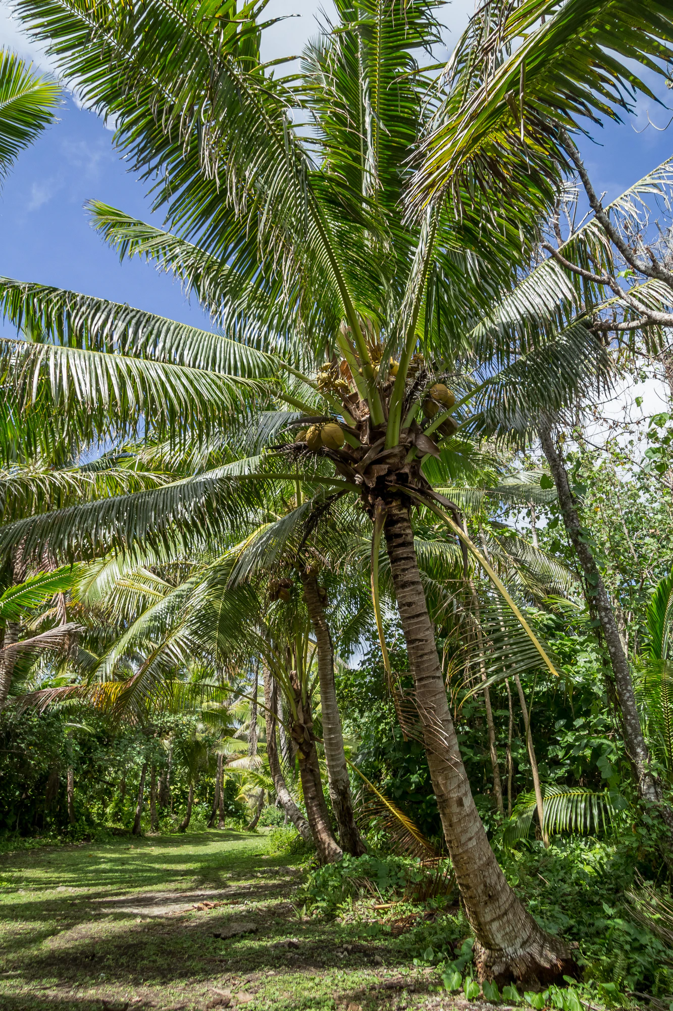 coconut palms 058 — Descargar