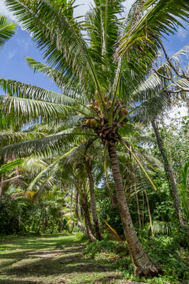coconut palms 058 — Descargar