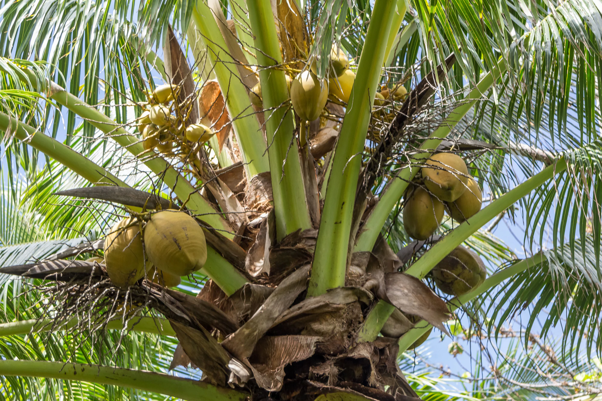 coconut palms 059 — Скачать