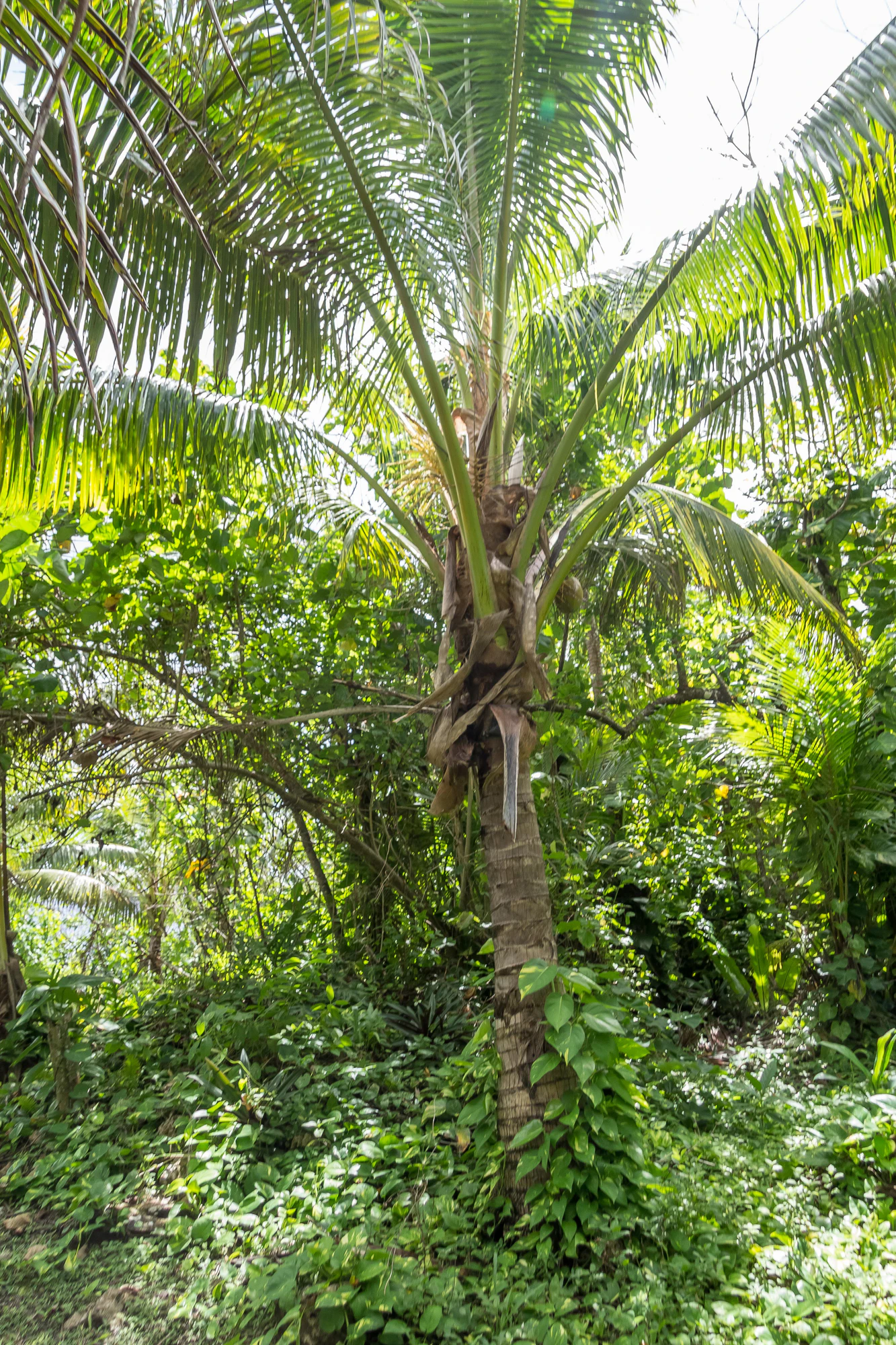 coconut palms 060 — Download