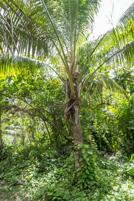 coconut palms 060 — Download