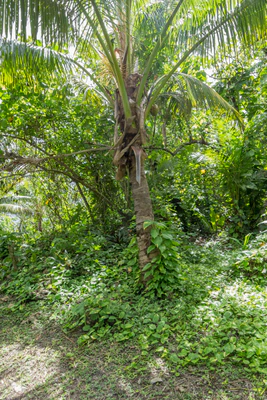 coconut palms 061 — Скачать