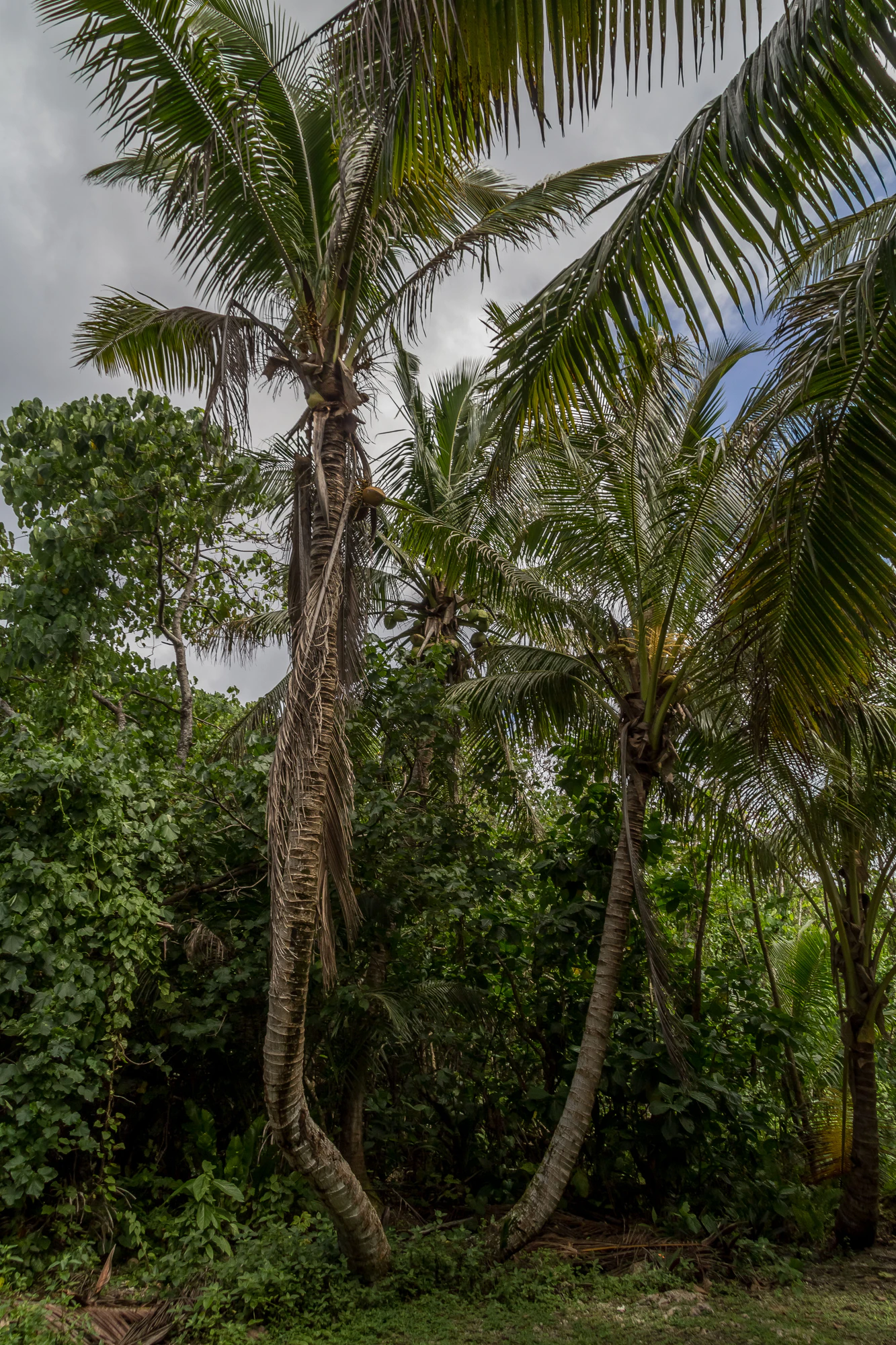 coconut palms 062 — Descargar