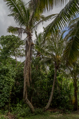 coconut palms 062 — Descargar