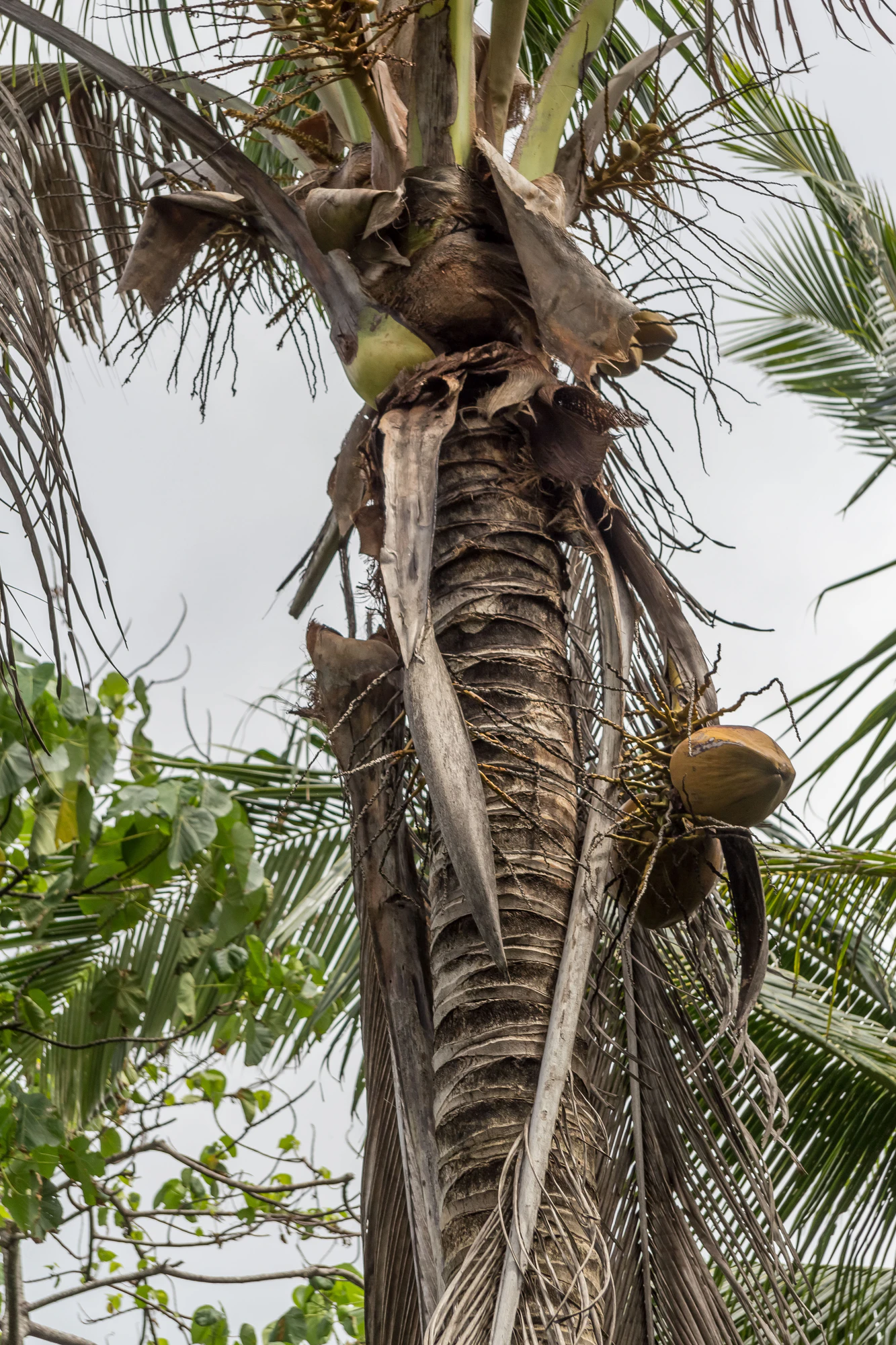 coconut palms 063 — Скачать