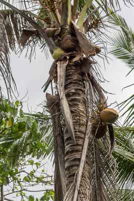 coconut palms 063 — Скачать