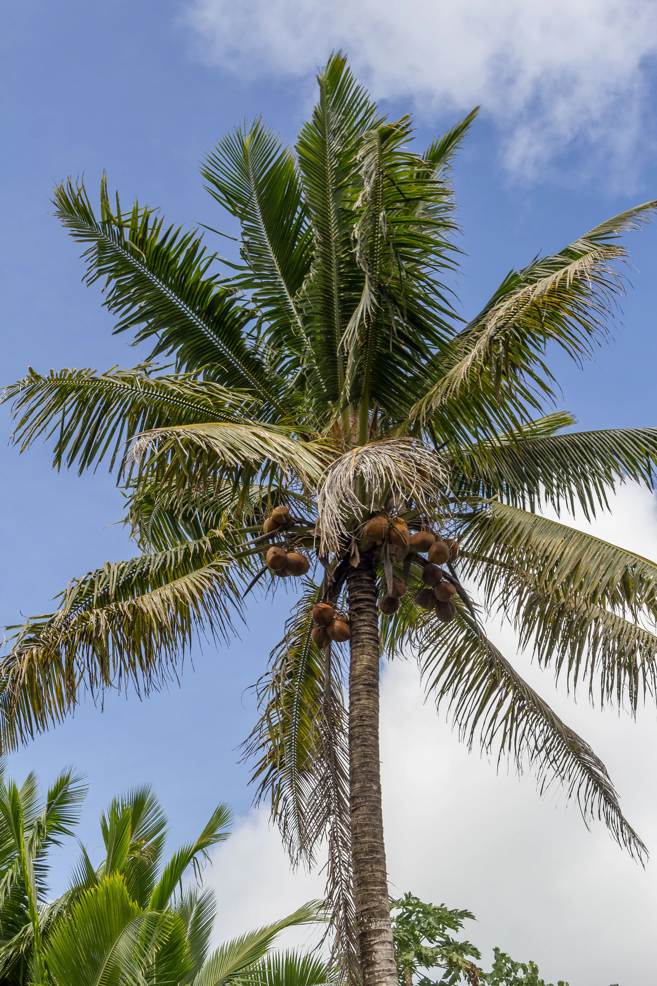 coconut palms 064 — Descargar