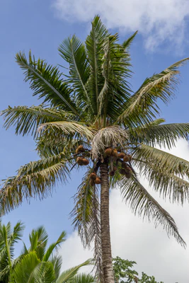 coconut palms 064 — Descargar
