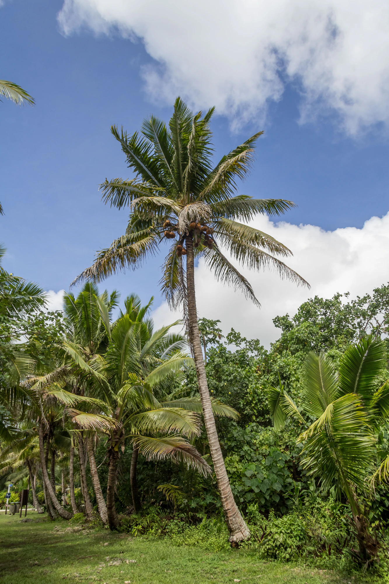 coconut palms 065 — Скачать