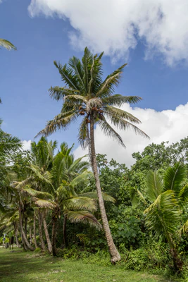 coconut palms 065 — Скачать