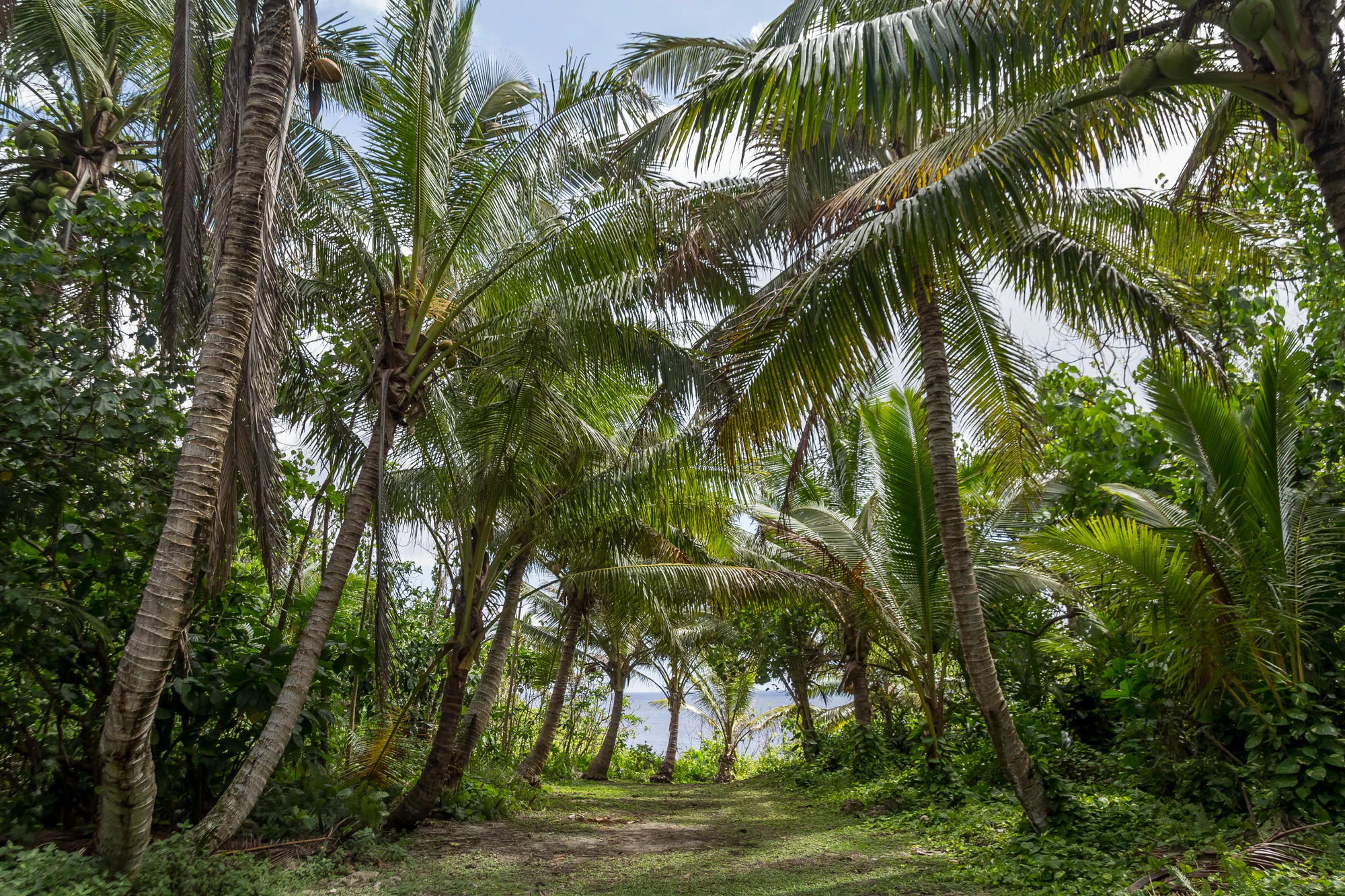 coconut palms 066 — Descargar