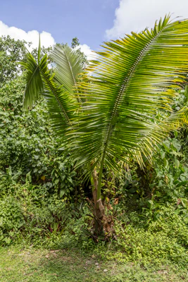coconut palms 067 — Скачать