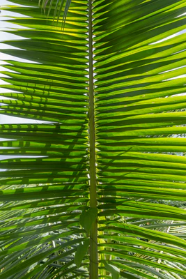 coconut palms 068 — Descargar