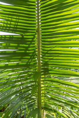coconut palms 069 — Descargar