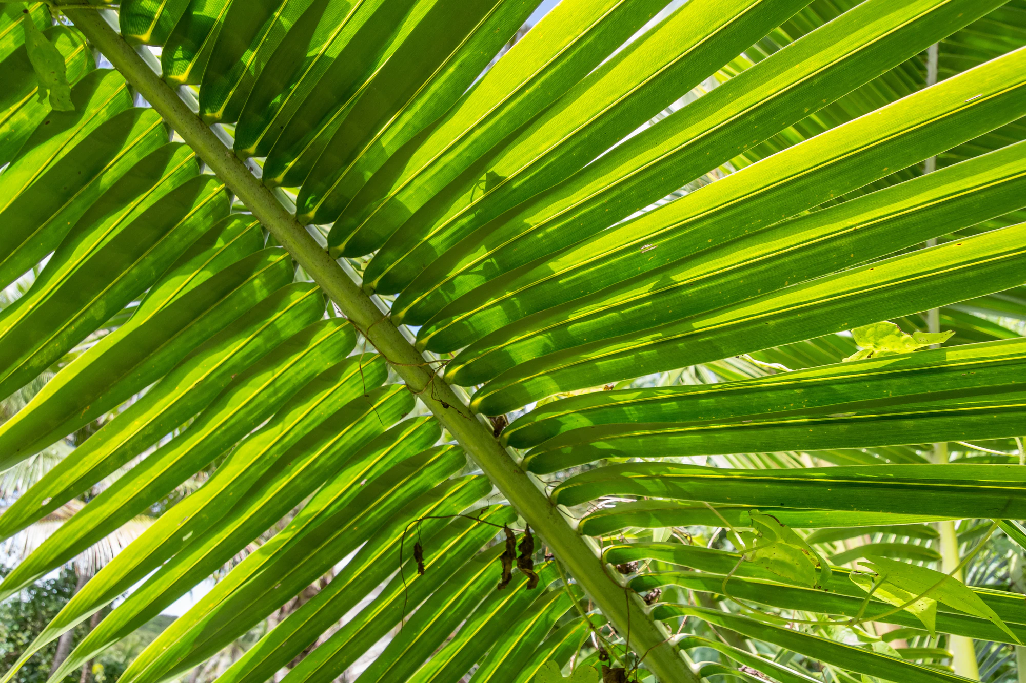 coconut palms 070 — Descargar